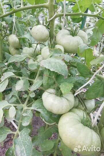 Семена вкуснейших помидоров