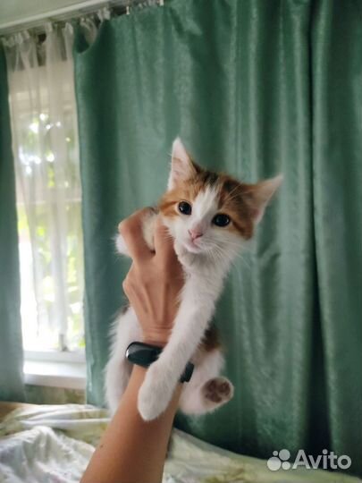 Котята - крысоловы