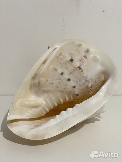 Ракушка морская большая