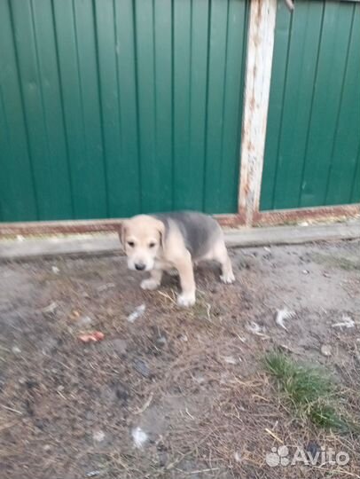 Щенки русской гончей