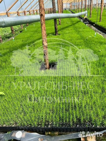 Голубая ель с зкс сеянцы