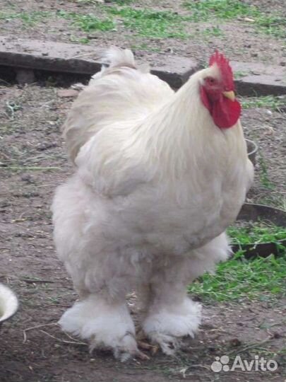 Петухи разные