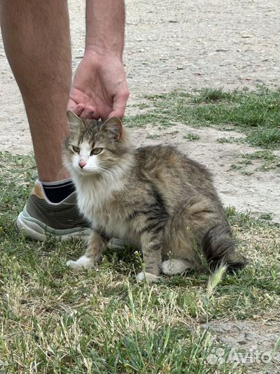 Кошечка Соня