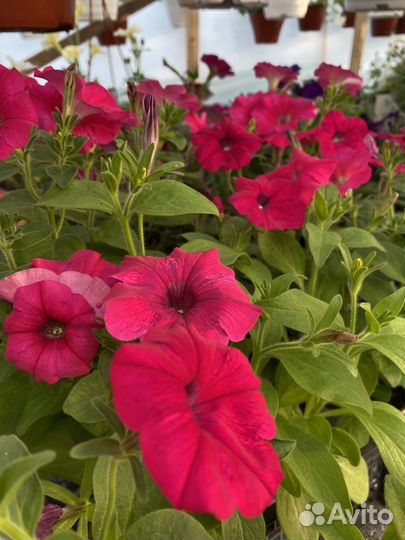 Вегетативная петуния, георгины сортовые