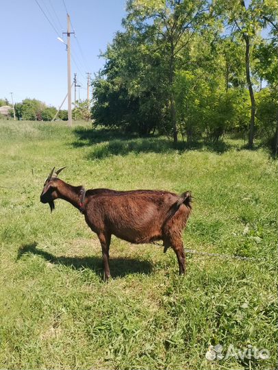 Коза дойная
