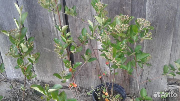 Арония (черноплодная рябина)