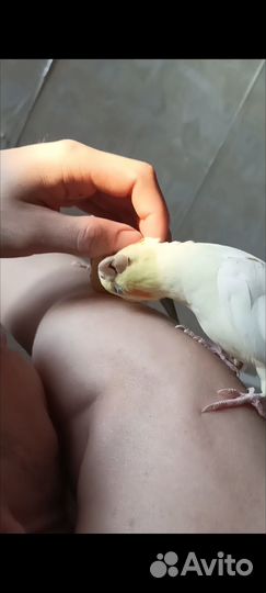 Ручные попугаи Корелла