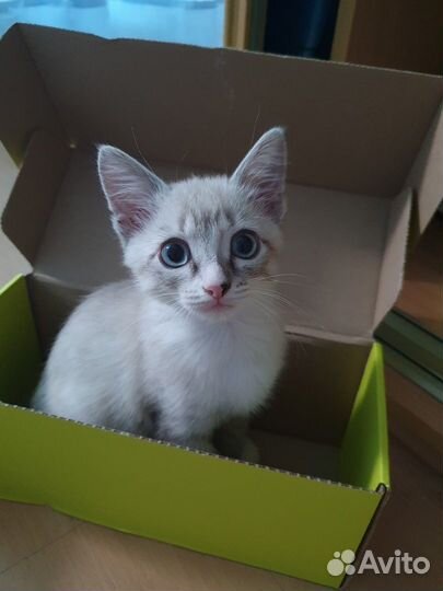 Красивый котёнок (мальчик)