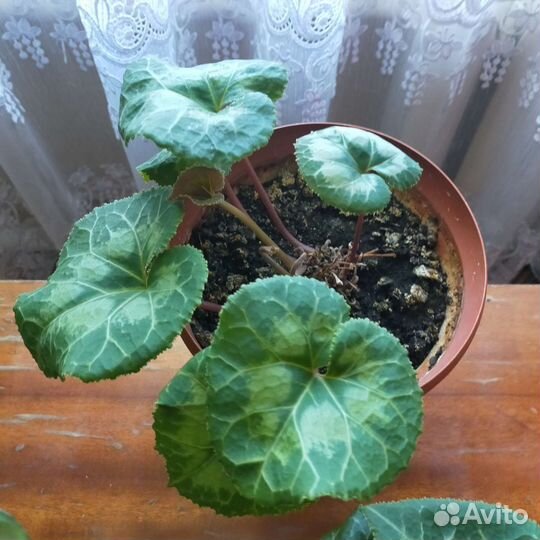 Цикломен