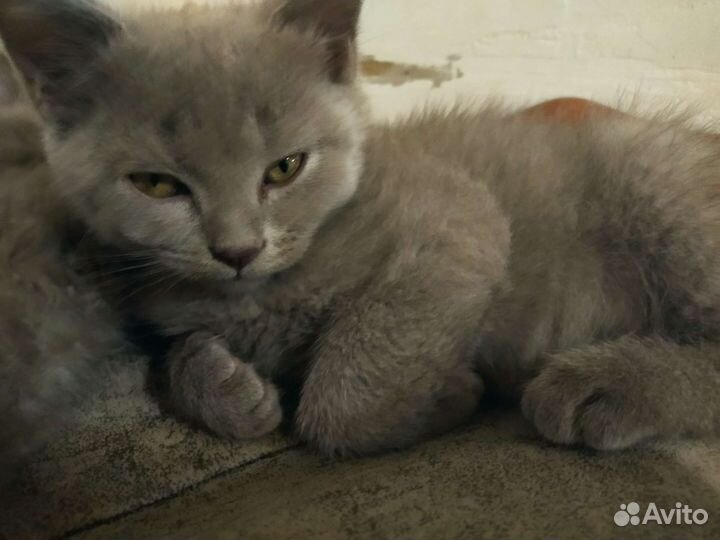 Британские котята