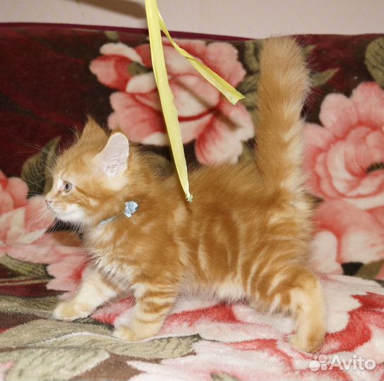 Котята мейн-кун