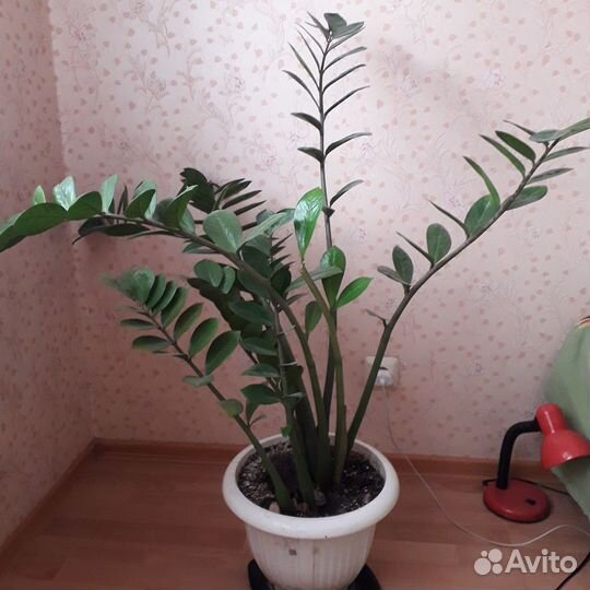 Замиакулькас (долларовое дерево)