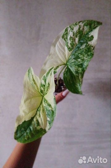 Сингониумы