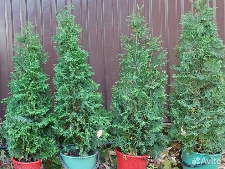 Туи смарагд