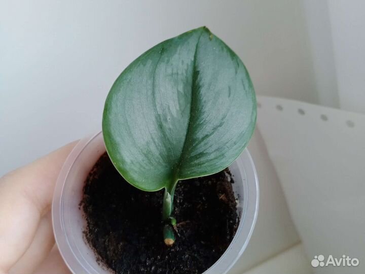 Сциндапсус мунлайт,хеппи лиф,Вайт пантер и д.р