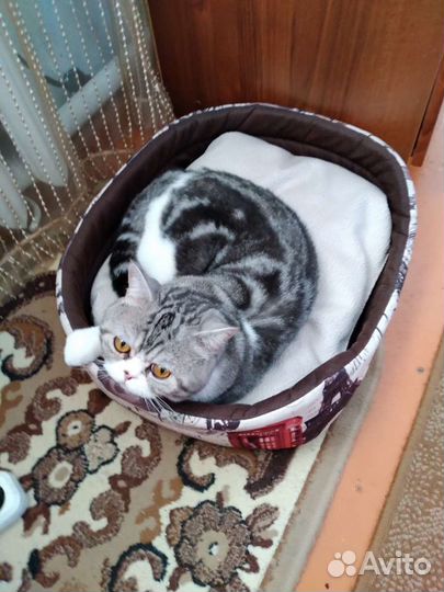 Лежанка для кошек