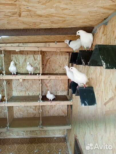 Голуби гривуны