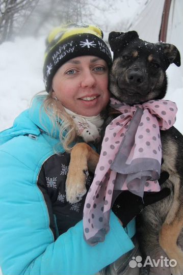 Собака девочка Дива