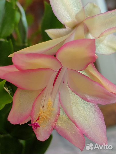 Декабристы сортовые