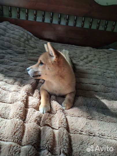 Щенок сиба ину