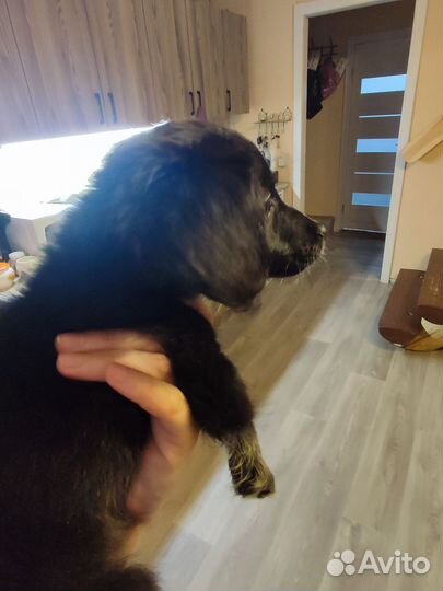 Щенки бесплатно