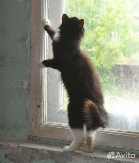 Особенная кошечка