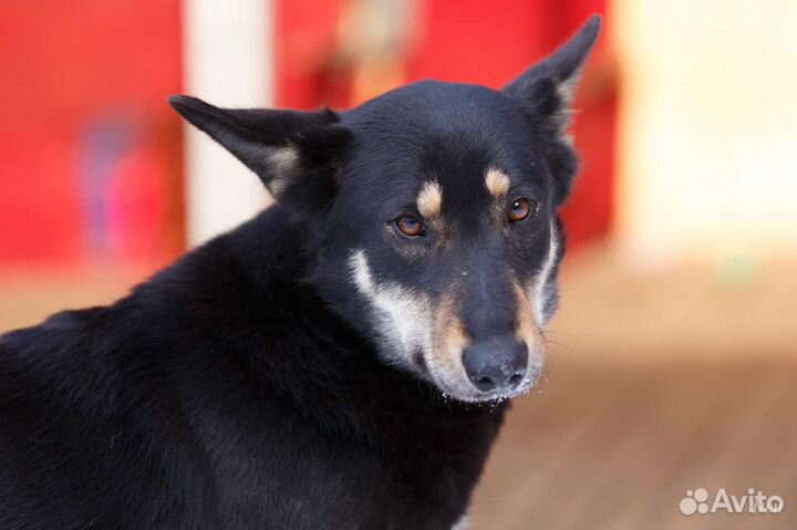 Отдам даром собаку Мулю в добрые руки
