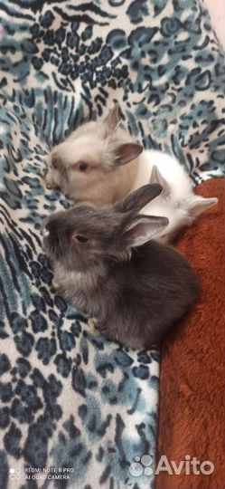 Декоративные карликовые кролики