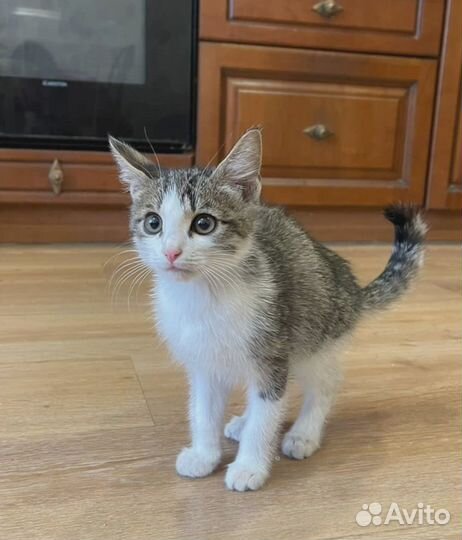 Котёнок ищет дом