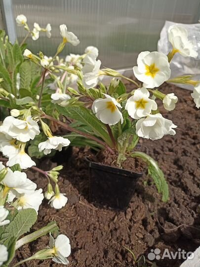 Растения цветы для сада