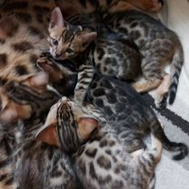 Бенгальский котёнок