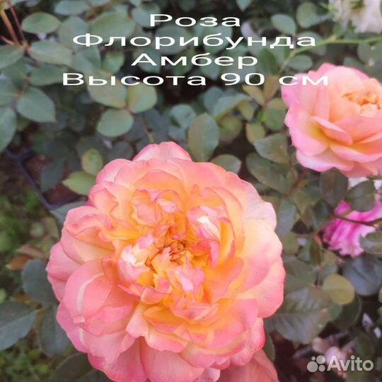 Саженцы Роз