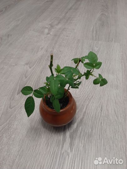 Бонсай Роза Кордана (Цвет бутонов - Розовый)