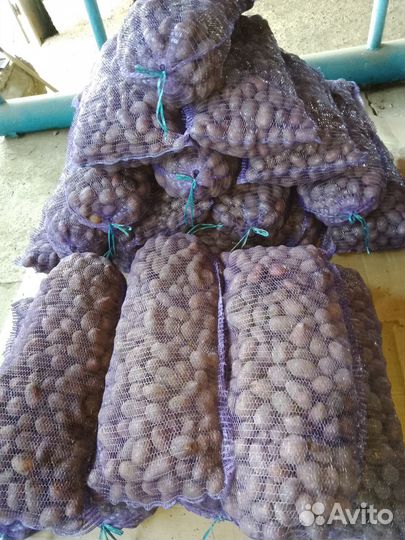 Продам семенной картофель