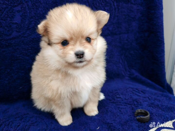 Померанский шпиц