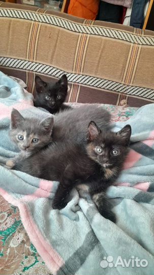 Передержка домашних животных