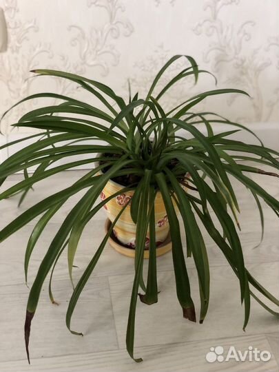 Хлорофитум