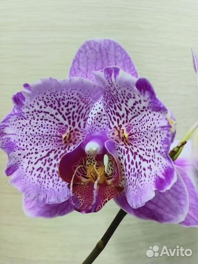 Орхидея Pixie Reds бабочка цветёт