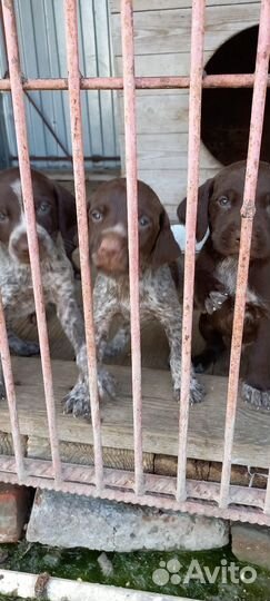 Щенки курцхаара