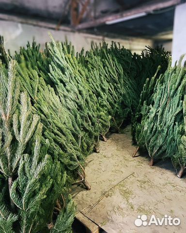 Ель новогодняя живая