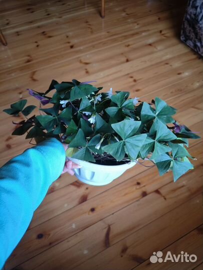 Кислица оксалис