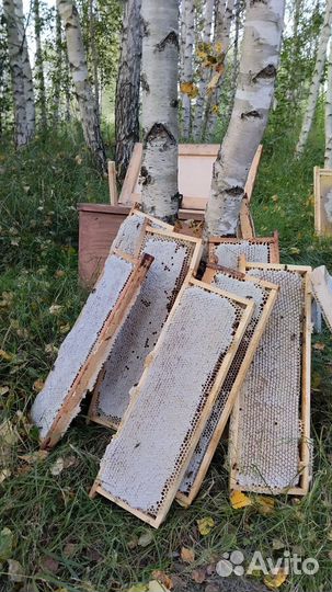 Мед сотовый