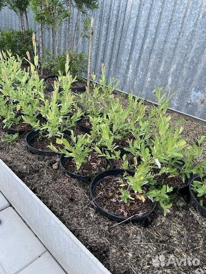 Растения для сада