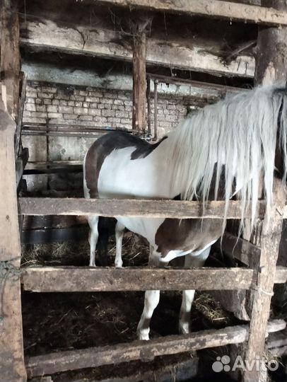 Продам лошадь