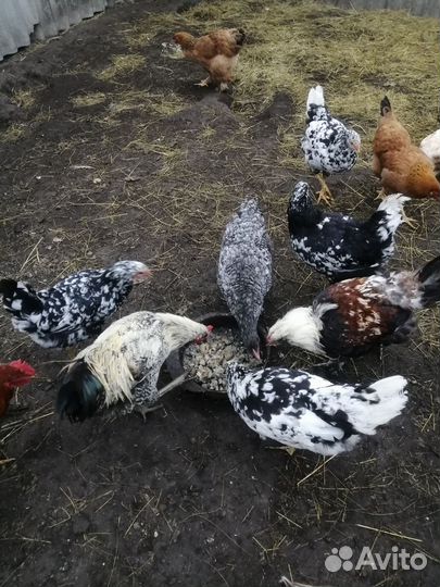 Молодые петухи