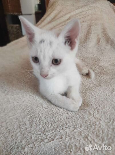 Кошки в добрые руки