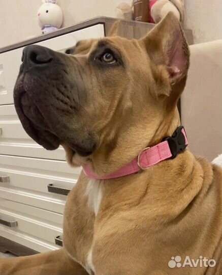 Ошейник для собак ручной работы