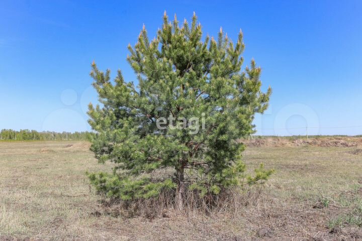 Участок 8,8 сот. (СНТ, ДНП)