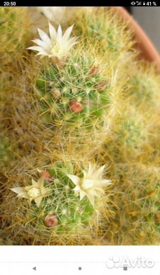 Кактус (мамилярия Бокасская)цветущий