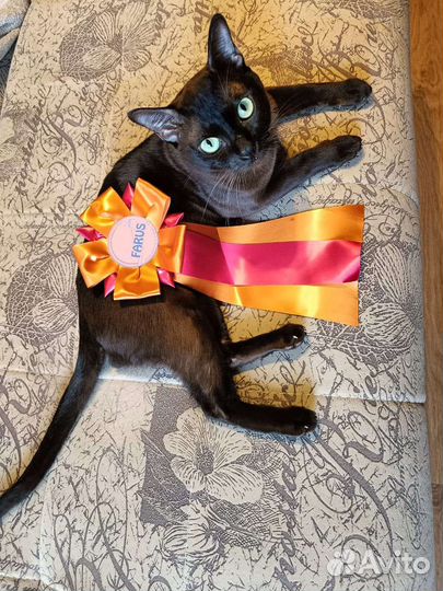 Вязка бурма